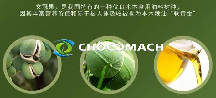防風(fēng)固沙 “獨苗” 文冠果 | 北方油茶文冠果 | 58% 油脂率撐起的食品、能源與生態(tài)版圖
